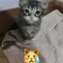 Sad Cat