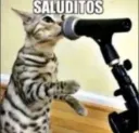 saluditos