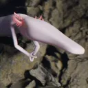 Olm