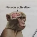 neuron activation