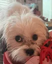 mlem