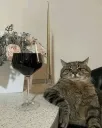 cat wine