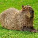 Capybara 