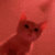 cat dance