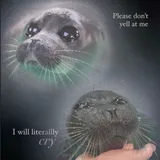 sad seal sad seal