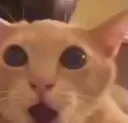 Cat shocked 