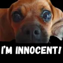 Innocent