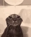 wetcat