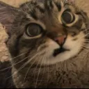 Cat ugh 