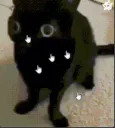 貓咪