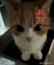 angry cat  sleepin