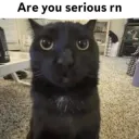 Seriously cat