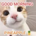 good_morning_.gg/catcafe