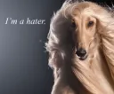 i'm a hater
