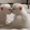 catkiss