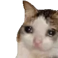 cat ok