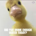 did you drink enough water