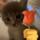 cat give rose
