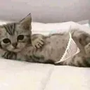 Sexc Cat 