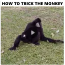 How To Trick A Monkey How To Trick A Monkey