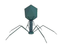 Phage Phage