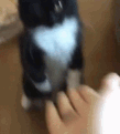 kitty dab ggecafe
