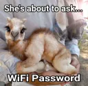 WiFi password
