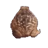 toad