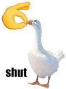 shut honk