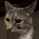 stare