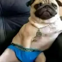 pug