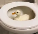 Duck Toilet