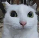 Polite stare