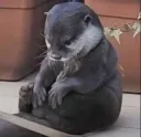 Sad Otter