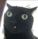 dişi yamuk kedi