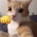 punch cat