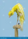 spanishgiboso=canary