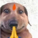 Dog namaskar