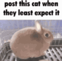 UnexpectedBunny