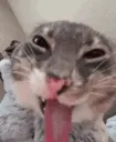 freaky cat