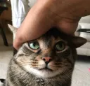 catgrab catgrab