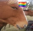 gayhorse