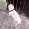 dog twerk