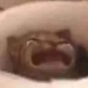Cat Cry Wueh