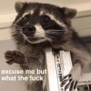 Raccoon wtf