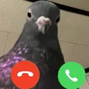 Ton pote le pigeon