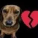 dogheartbreak