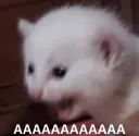 dp_AAAAAAAAAAAAAAA
