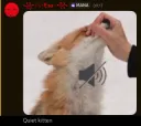 quiet kitten
