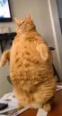 Catzilla